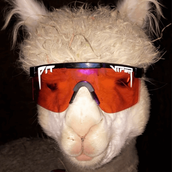 The Mud Slinger Pit Viper